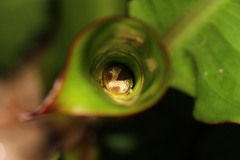 Afrixalus fornasini