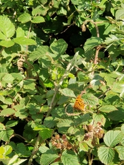 Polygonia c-album
