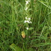 Platanthera hybrida - Photo (c) Wolfgang Blum, algunos derechos reservados (CC BY-NC), subido por Wolfgang Blum