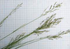 Poa angustifolia