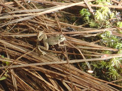Lithobates clamitans image