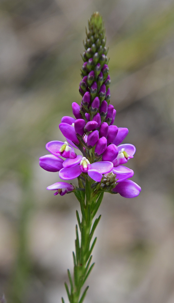 Milkwort
