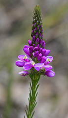 Comesperma virgatum
