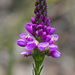 Milkwort - Photo (c) Chris Clarke, some rights reserved (CC BY-NC), uploaded by Chris Clarke