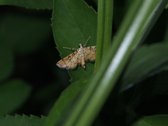 Lamprosema tampiusalis
