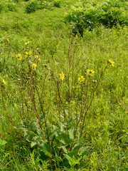 Silphium gracile