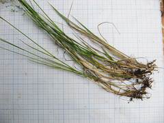 Poa angustifolia