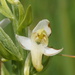 Platanthera × hybrida - Photo (c) Wolfgang Blum, algunos derechos reservados (CC BY-NC), subido por Wolfgang Blum