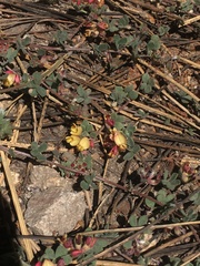Acmispon decumbens davidsonii