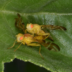 Strauzia longipennis