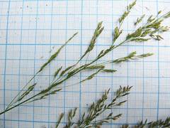 Poa angustifolia