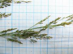Poa angustifolia