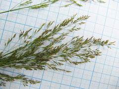 Poa angustifolia