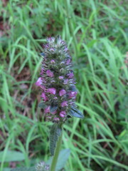 Betonica officinalis