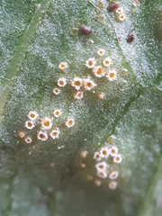 Puccinia dioicae silvatica