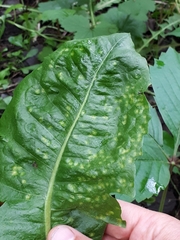 Puccinia dioicae silvatica