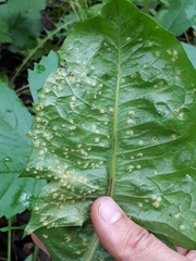 Puccinia dioicae silvatica