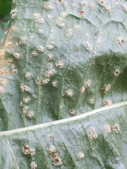 Puccinia dioicae silvatica