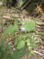 Asystasia indica
