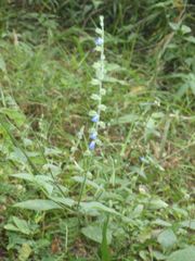 Salvia misella