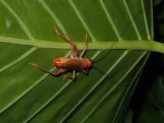 Gryllacridini