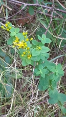 Hypericum maculatum