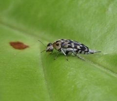 Glipa malaccana