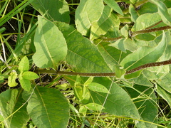 Silphium gracile