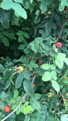 Rosa