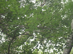 Dalbergia latifolia