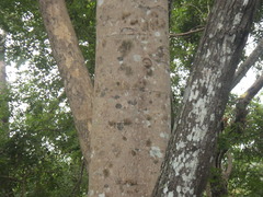 Dalbergia latifolia