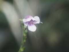 Asystasia indica