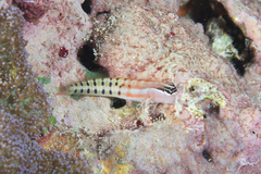 Ecsenius fijiensis