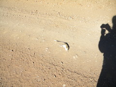 Dipodomys spectabilis