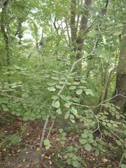 Dalbergia latifolia