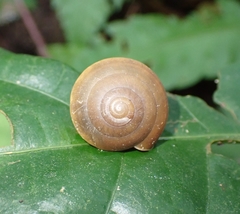 Quantula