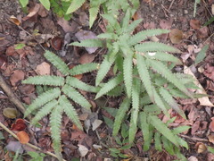 Amblovenatum terminans