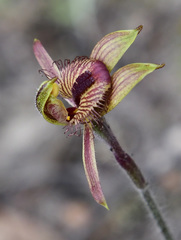 Caladenia discoidea