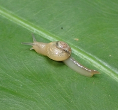 Helicarionoidea