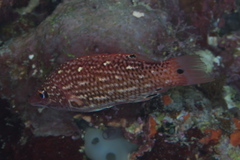 Bodianus dictynna