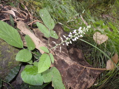 Hylodesmum podocarpum