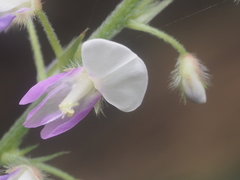 Hylodesmum podocarpum