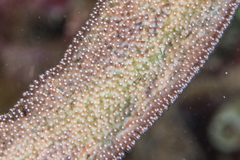 Amblyglyphidodon aureus