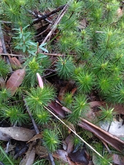 Stenanthera pinifolia
