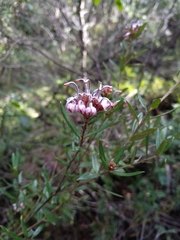 Grevillea sphacelata