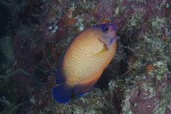 Centropyge bispinosa