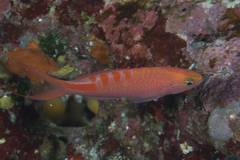 Pyronotanthias lori