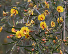 Bossiaea linophylla