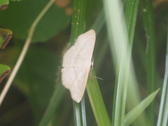 Scopula parodites