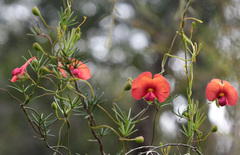 Gompholobium polymorphum